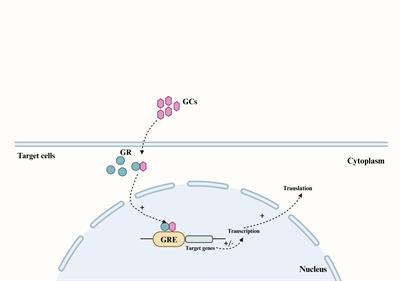 Prenatal glucocorticoids exposure and adverse cardiovascular effects in offspring